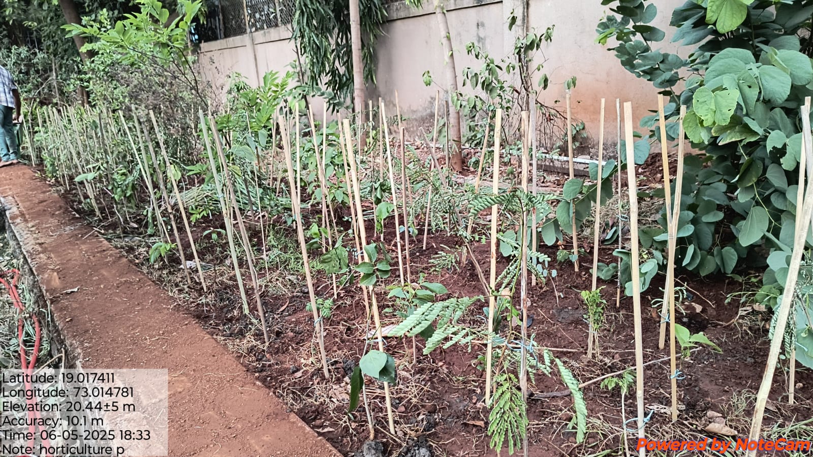 Nerul Navi Mumbai miyawaki plantation (2)